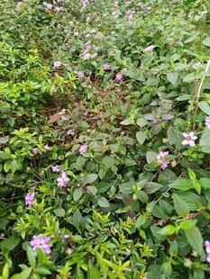 繁茂花丛中的紫色小花