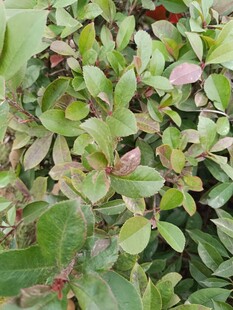 多彩叶片植物特写