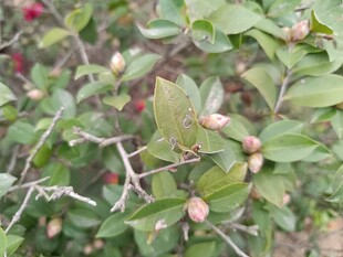 枝头青果初现的植物景象