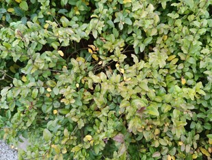 翠绿繁茂的植物景观