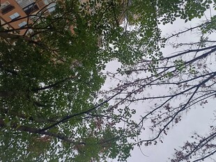 仰视繁茂树木枝叶景观