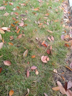 秋日草地散落斑斓落叶