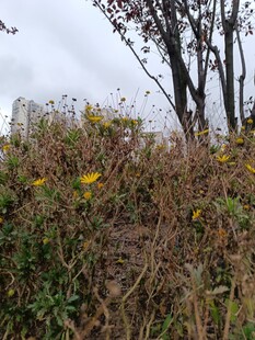 秋日野外植物景观