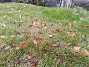 秋日草地落叶景象