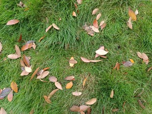 草地上的散落秋叶