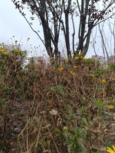 秋日野外杂草树木景观