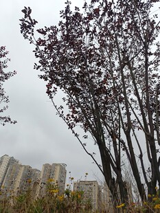 城市中绽放花朵的树木