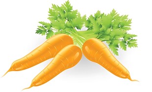 新鲜胡萝卜翠绿叶相伴