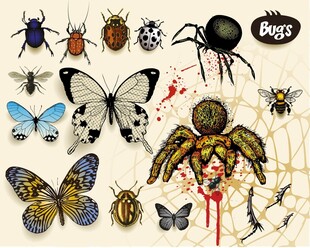 多样昆虫蜘蛛大集合