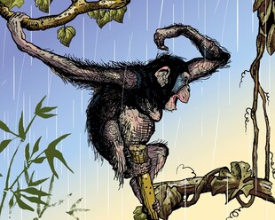 黑猩猩树上雨中欢呼