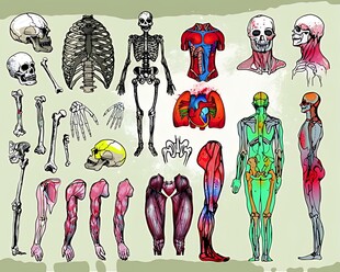 人体解剖结构示意图集