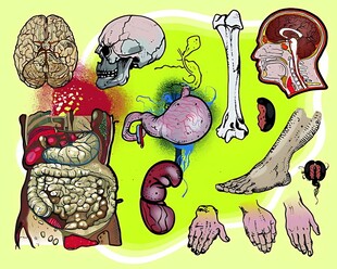 人体解剖结构示意图