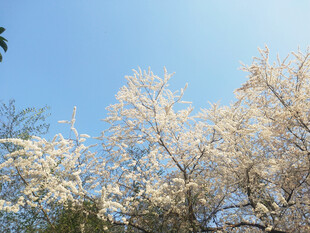 雪白的樱桃花