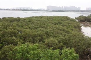 茂密红树林景观