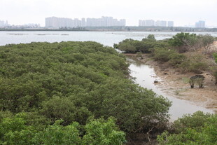 湿地红树林景观