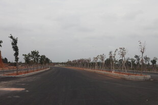 空旷道路 两旁稀疏树木