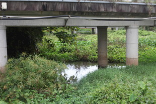 桥下绿植环绕的静谧水域