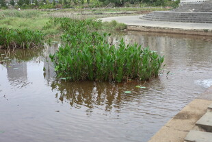 池塘中的水生植物景观