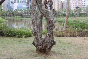 奇特造型老树 静立湖畔