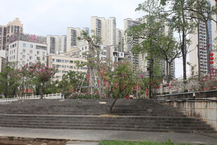 城市中绿树环绕的开阔空间