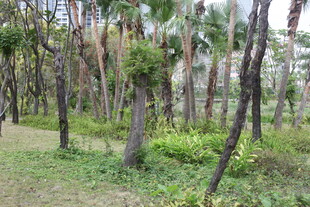 林间生机盎然的葱郁树林