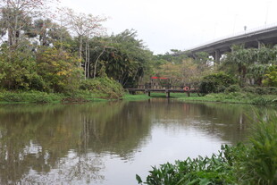 湖畔绿植环绕的宁静风光