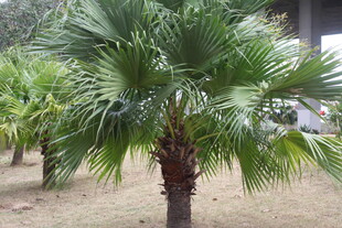 户外挺立的棕榈树