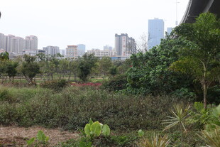 城市中的自然绿地景观