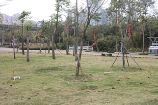 户外空旷草地与树木景观