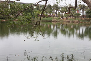 湖畔垂柳映碧水