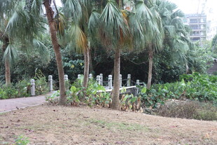 热带风光中的棕榈树与绿植