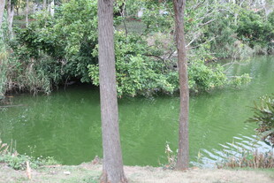 林间绿水畔的静谧景致