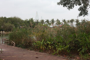 户外自然景观中的步道