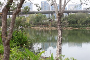 河畔景致 树木桥梁与湖水