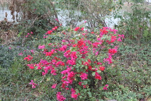 艳丽三角梅绽放于草丛中