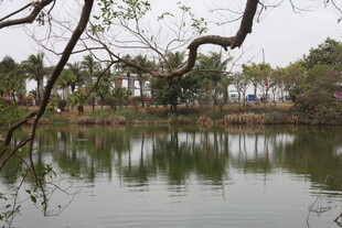 湖畔景致 静谧自然风光