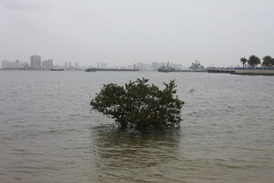 水中孤树 城市背景的景象