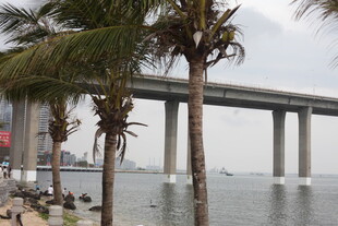 海滨大桥与棕榈树景观