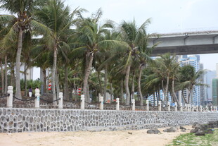 海滨椰林与跨海建筑景观