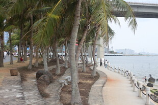海滨步道旁的棕榈树景观