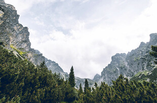 巍峨山峦间的葱郁森林