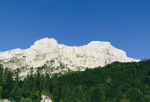 巍峨雪山下的葱郁森林
