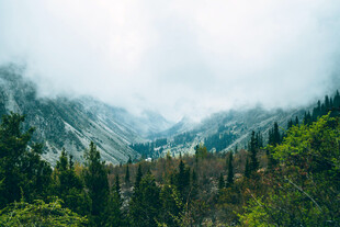云雾缭绕的山林美景