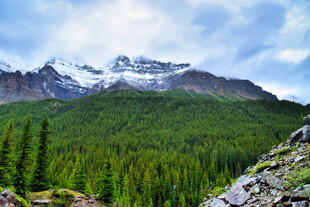 雪山下的茂密森林景观