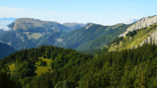 山峦叠翠间的森林美景