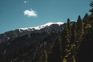 雪山下的茂密森林景观