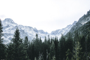 雪山下的茂密森林