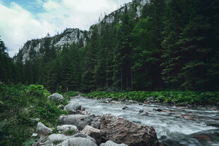 山间溪流旁的葱郁森林