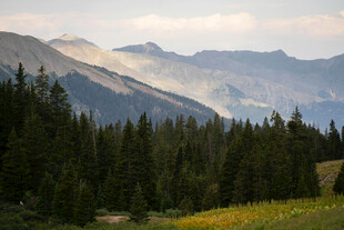山间松林与远处山峦美景