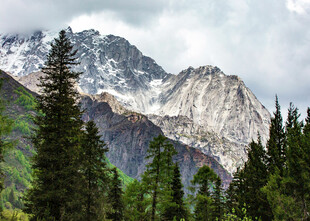 雪山下的茂密森林景观
